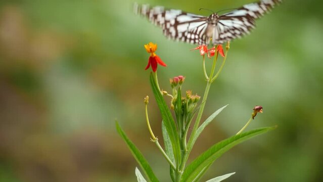 A butterfly lands on a flower, creating a beautiful scene