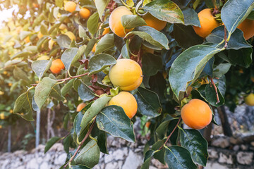 Persimmon fresh and juicy fruits on a branch in a beautiful garden or farm
