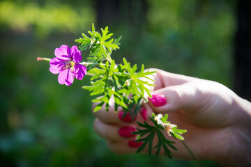 Fototapeta na wymiar In the summer afternoon in the forest in the female hand is a pink flower.