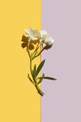 floral background, oleander tropical white flower on yellow purple background