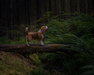 Naklejka na ściany i meble The beagle stands on the trunk of a fallen tree In a dark forest. A dog in bright collar in woods. Hound's portrait in nature. High quality horizontal photo