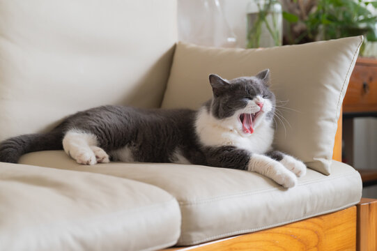 British shorthair cat resting on sofa