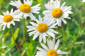 Obraz premium Large flowers of white chamomile in the garden outdoors