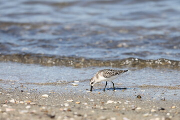 Spoon-billed sandpiper (Calidris pygmaea) juvenilein Japan, one of critically endangered species
