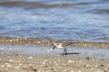 Spoon-billed sandpiper (Calidris pygmaea) juvenilein Japan, one of critically endangered species