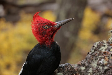 Magellanic woodpecker (Campephilus magellanicus)