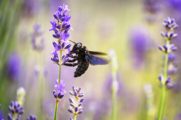 Violet carpenter bee (Xylocopa violacea) on a lavender flower.