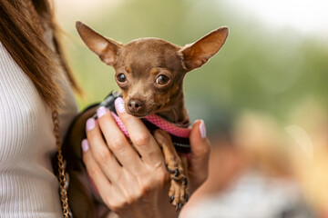 portrait of small dog, brown toy terrier in the arms of a woman