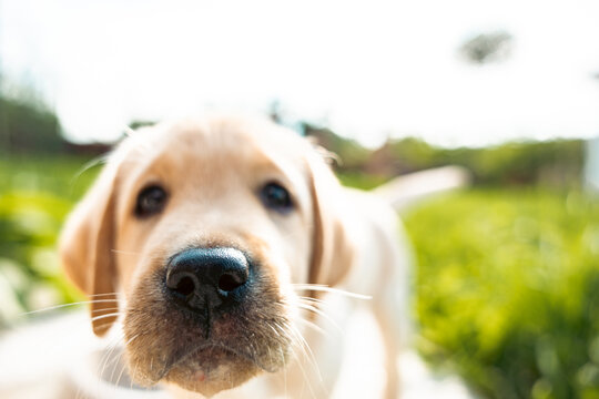 Playful dog face, with nose close to the camera lens, focus on nose, closeup. Sniffing the camera