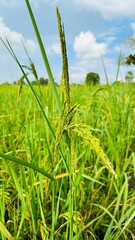 Green rice in the field