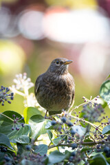 Blackbird