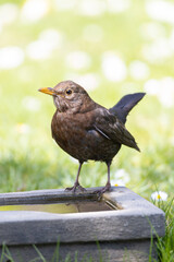 Blackbird