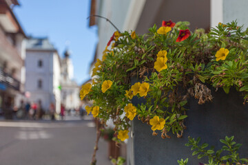 Fototapeta na wymiar Glimpses of ancient Dolomite town of San Candido Innichen. Yellow flowers in the foreground and blurred background of the city street. Pusteria Valley, South Tyrol, Italy