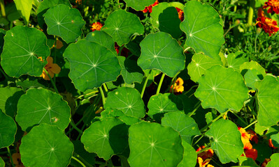 Tropaeolum majus flower nasturtium with green round leaves edible plant background