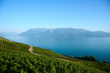 Fototapeta na wymiar scenic vineyard with lake and mountains in Switzerland near Lausanne
