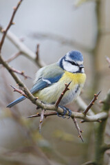 Blue tit
