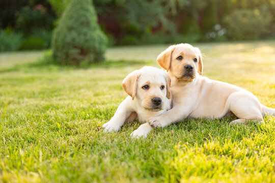 Portrait of Two labrador retriever puppies outdoor