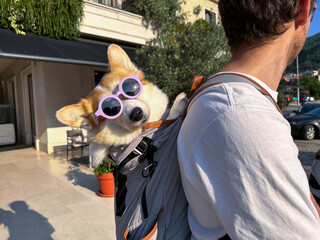 Funny dog wearing sunglasses, travelling in a backpack on the back of a man