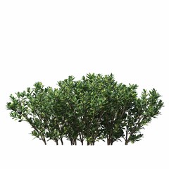 Fototapeta premium bush isolated on white background, 3D illustration, cg render 