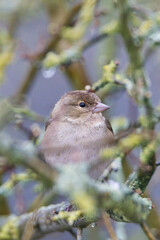 Chaffinch