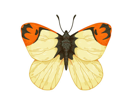 Flying butterfly of Anthocharis damone species in vintage detailed style. Eastern orange tip moth, insect. Retro realistic hand-drawn vector graphic illustration isolated on white background