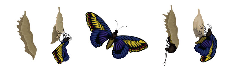 Chrysalis or Nympha as Pupal Stage of Butterfly Development Vector Set