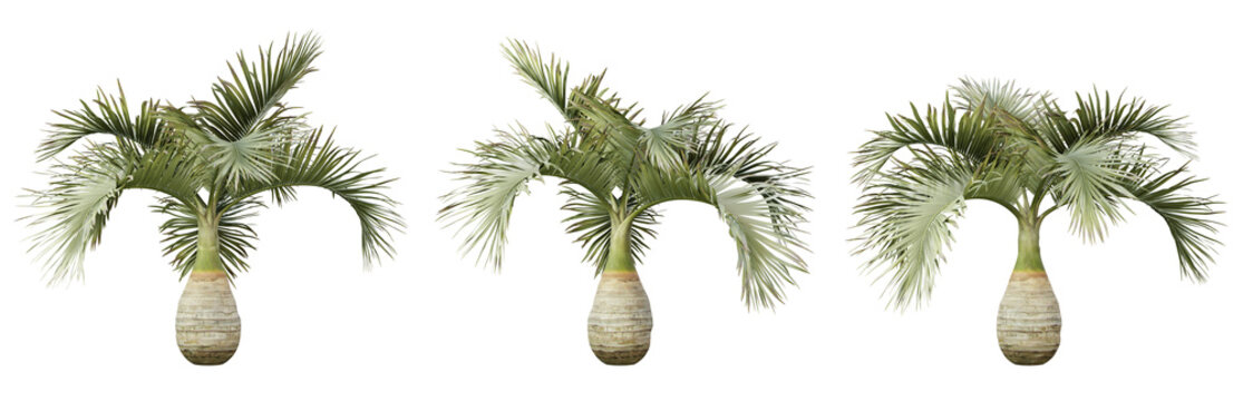 Hyophorbe lagenicaulis palm tree on transparent background, png plant, 3d render illustration.