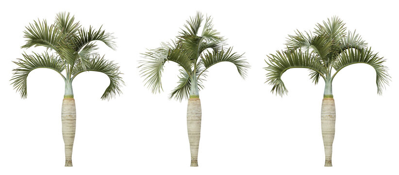 Hyophorbe lagenicaulis palm tree on transparent background, png plant, 3d render illustration.