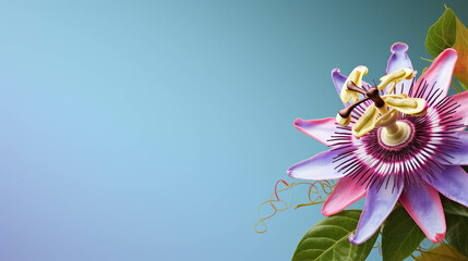 Passionflower On colorful background. Empty copy space on side. Generative AI.