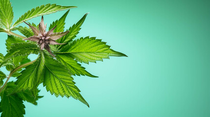 Stinging nettle On colorful background. Empty copy space on side. Generative AI. 