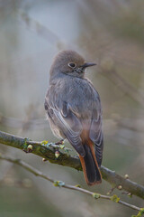 Black redstart