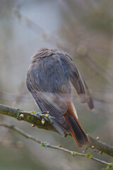Black redstart