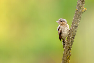Wendehals in freier Natur