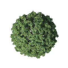 bush, top view, isolate on a transparent background, 3D illustration, cg render
