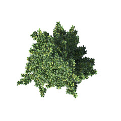 Obraz premium bush, top view, isolate on a transparent background, 3D illustration, cg render 
