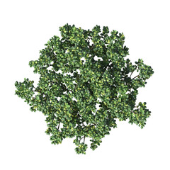 Obraz premium bush, top view, isolate on a transparent background, 3D illustration, cg render 