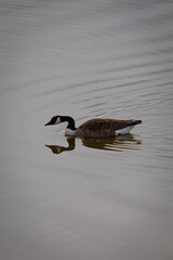 Canada goose