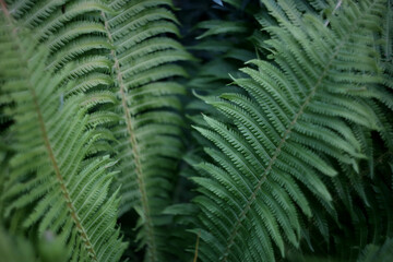 Background with green fern leaves.