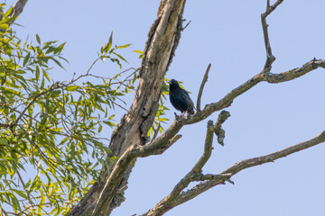 Starling