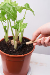 Close-up shot of a man's hand using a mini trowel. Top view of a plant in a terracotta pot on the table. Home gardening.