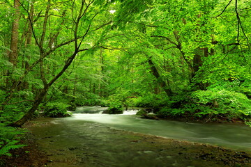 Fototapeta na wymiar Summer green colors of Oirase River, located at Towada, Aomori, Japan