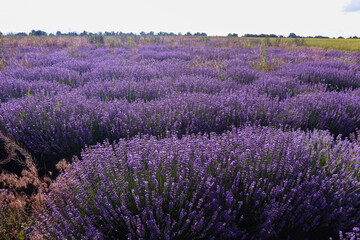 Naklejka na ściany i meble A large lavender field. Purple lavender bushes. Beautiful purple blooming in the vast expanses