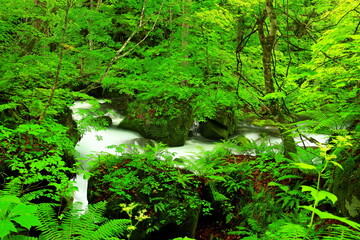 Summer green colors of Oirase River, located at Towada, Aomori, Japan