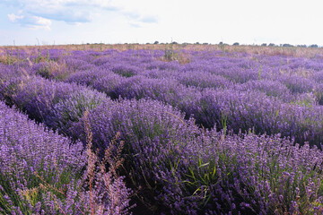 Obraz na płótnie Canvas A large lavender field. Purple lavender bushes. Beautiful purple blooming in the vast expanses