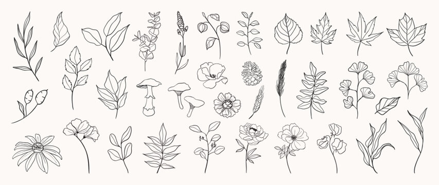 Set botanical hand drawn vector element. Collection of foliage, mushroom, floral, oak leaf, maple leaves in line art. Autumn season blossom illustration design for logo, wedding, invitation, decor.