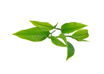 Obraz premium tea leaf isolated transparent png