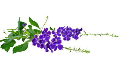 purple flowers transparent png
