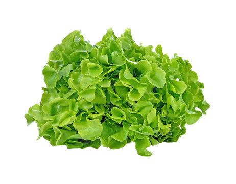 Fresh salad lettuce transparent png