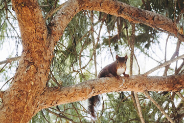 Petit écureuil roux dans un arbre