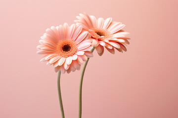 Close up photograph of bright flowers in bloom isolated in front of an even lit background generative ai.